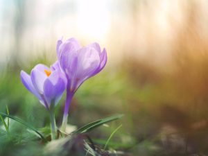 crocus
